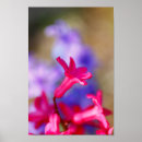 Search for hyacinth posters Bloom
