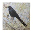 Search for beak tiles Wildlife