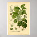 Search for poisonous plants posters Ivy
