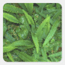 Search for rain forest stickers Green