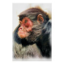 Search for monkey face posters Animals