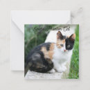 Search for funny vertical note cards Humour