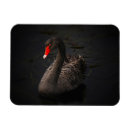 Search for beak magnets Bird