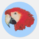Search for macaw labels Pet bird