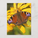 Search for peacock butterfly postcards Animal