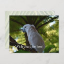Search for bird tree postcards Birds