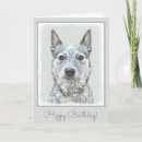 Search for cattle dog birthday cards Acd