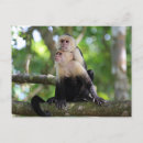 Search for capuchin Tree