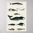 Search for vintage whale posters Ocean