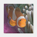 Search for anemones magnets Fish