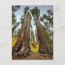Search for calaveras postcards California