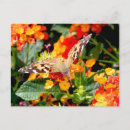 Search for vanessa postcards Butterfly
