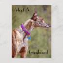 Search for adopt a postcards Greyhound