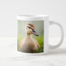 Search for mallard duck mugs Wildlife
