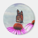 Search for nectar magnets Butterfly
