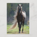 Search for cheval postcards Horse
