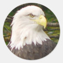 Search for bald eagle stickers Nature