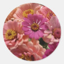 Search for zinnias stickers Pink