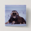 Search for steve badges Fauna