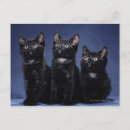 Search for black kittens postcards Horizontal
