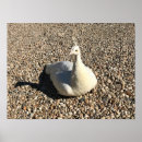 Search for white peacock posters Peafowl