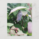 Search for chrysalis Caterpillar