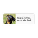 Search for ear photography Dog