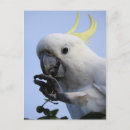 Search for sulphur postcards Australia