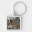 Search for animal mating accessories Wildlife