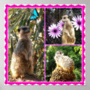 Search for meerkat posters Photography