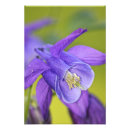 Search for columbine photography Purple