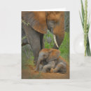 Search for folding reserved cards Cute baby animal