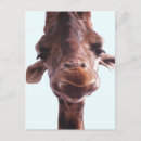 Search for giraffe face postcards Animal