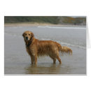 Search for retreiver postcards Canine photographer