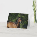 Search for bay horse cards Animal