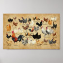 Search for chicken breeds posters Vintage