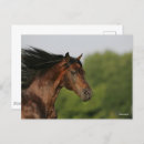 Search for morgan postcards Horse