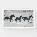 Search for mustangs photography Foal