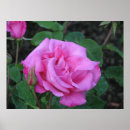 Search for hybrid tea rose posters Garden
