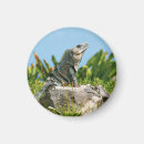 Search for iguanas magnets Reptiles