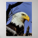 Search for eagle head posters Bird of prey