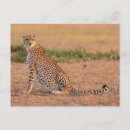 Search for cheetahs postcards Wild animals