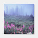 Search for alpine meadow magnets Flora