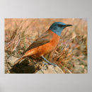 Search for thrushes posters Bird