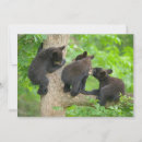 Search for boreal forest postcards Animals in the wild