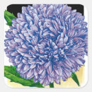 Search for aster stickers Vintage