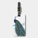 Search for tail feather Elegant