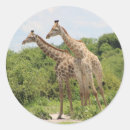 Search for giraff stickers Wildlife