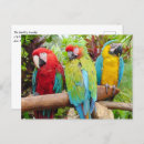 Search for macaw parrot postcards Wildlife