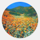 Search for california poppy stickers Blossom